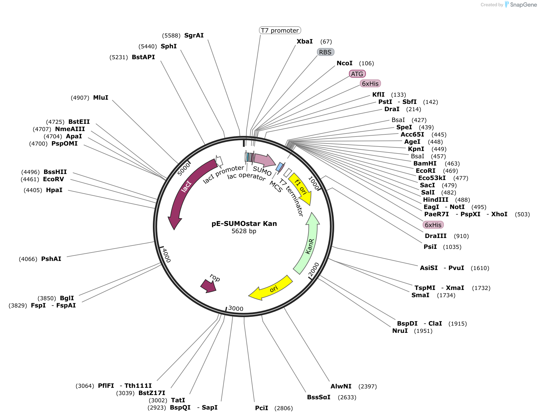 snapgene viewer sequence alignment snapgene viewer sequence alignment