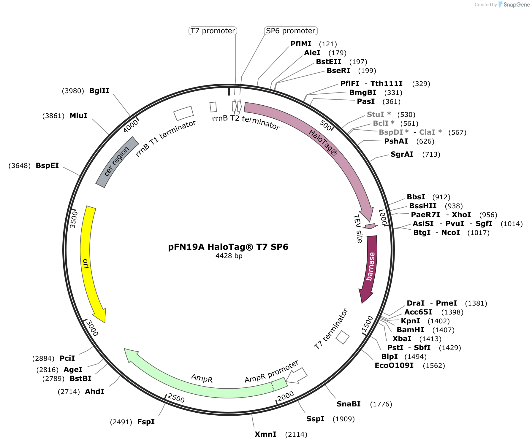 pFN19A HaloTag T7 SP6 Sequence and Map