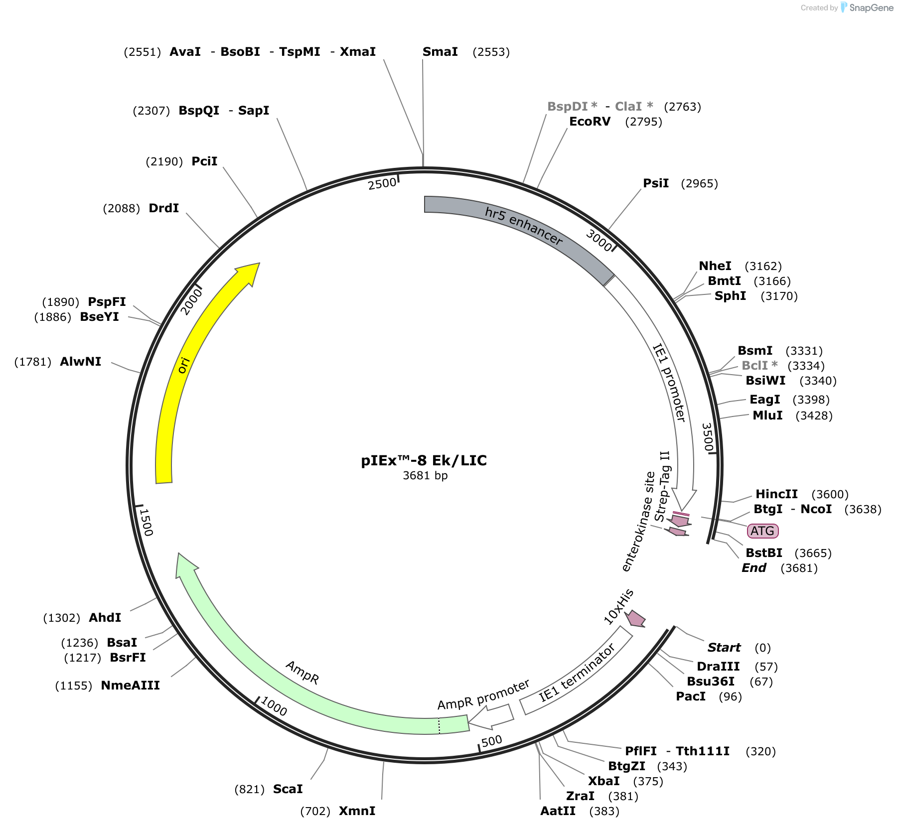 snapgene viewer sequence map linear circular