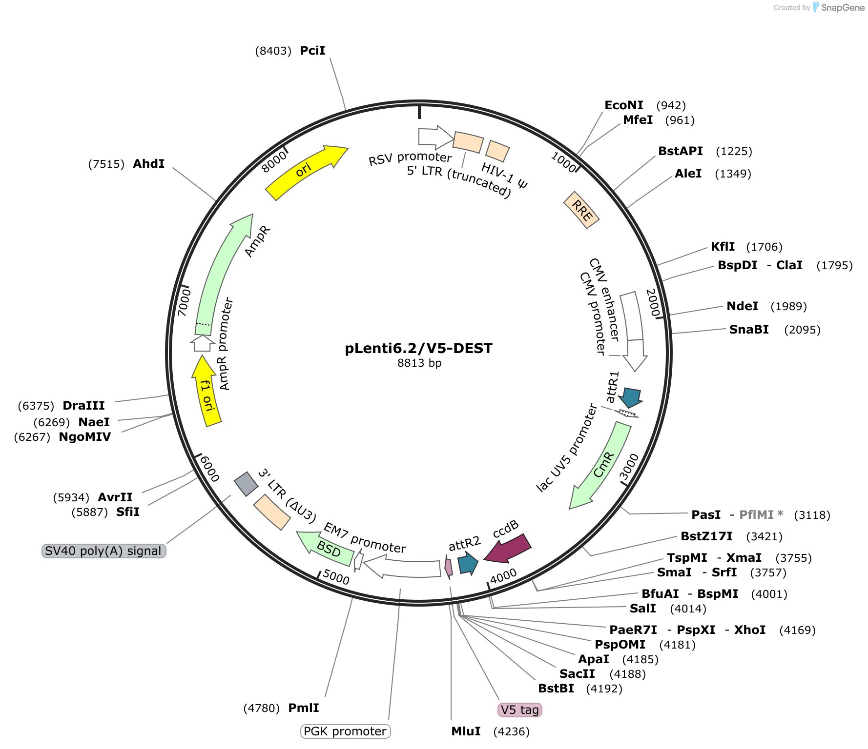 snapgene viewer sequence map linear circular