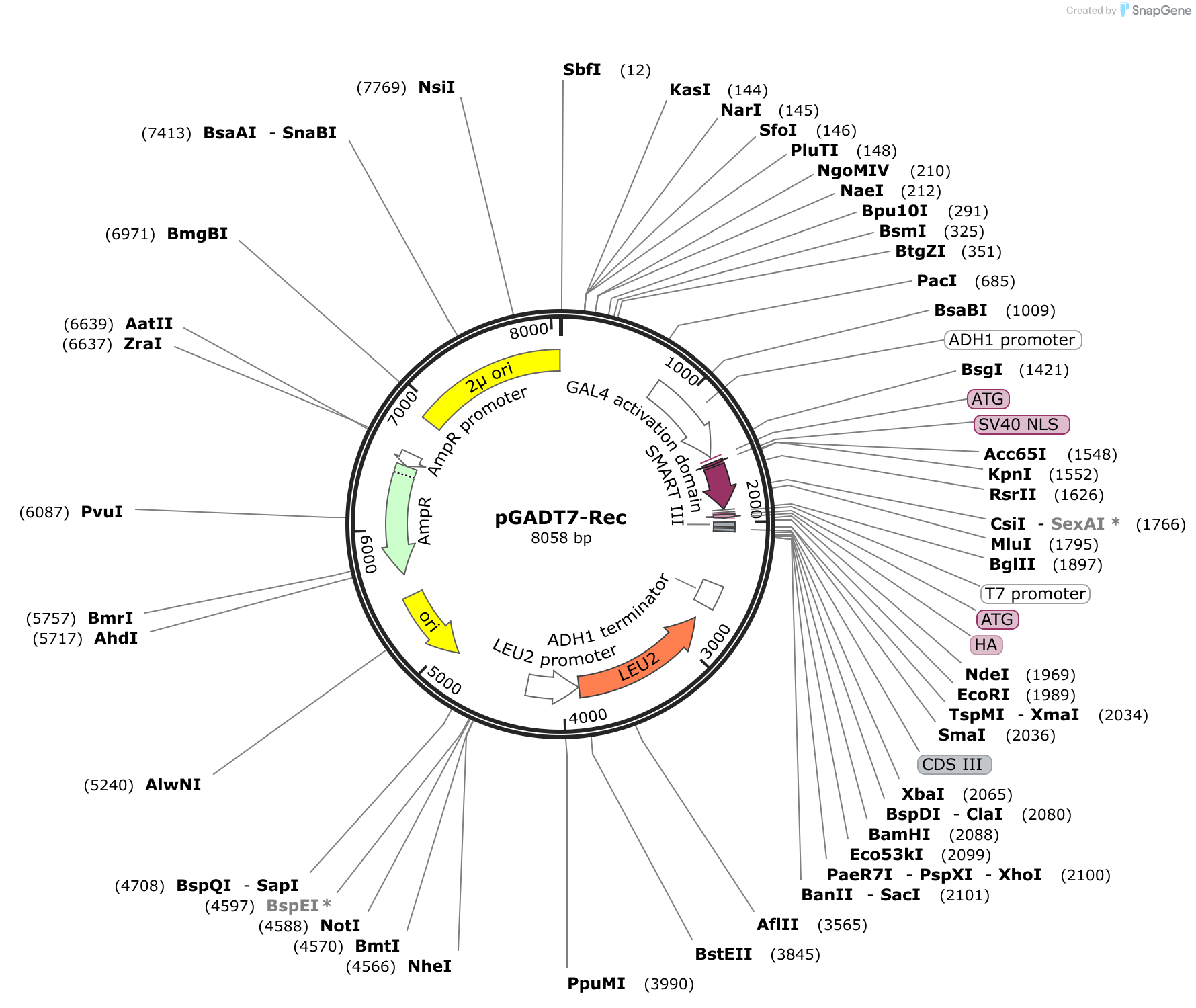 pGADT7Rec Sequence and Map